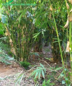 Vườn Vầu trồng hơn 1 năm, các mo cuốn quanh đốt đang bắt đầu dùng