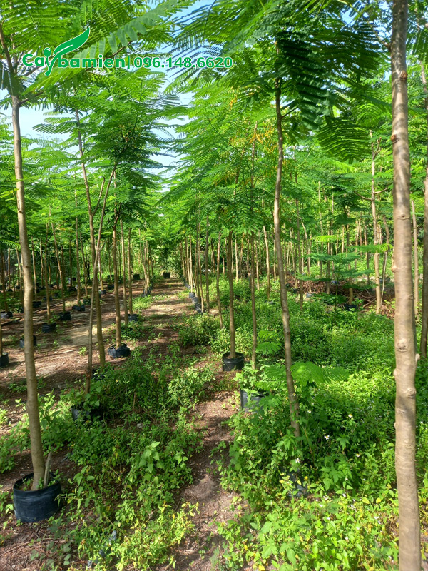 Loại trồng từ bé tại vườn đường kính gốc 3 - 5cm