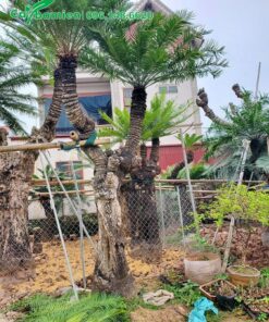 Thiên Tuế cổ thụ 2 thân cành