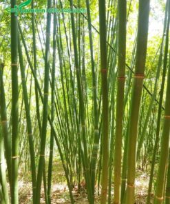 Cây Vầu đk thân 3cm