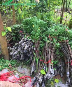 Đơn hàng khoảng gần 500 cây Trúc Đào đang chuẩn bị giao cho khách