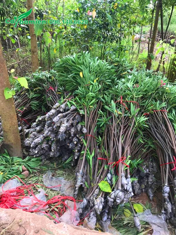 Đơn hàng khoảng gần 500 cây Trúc Đào đang chuẩn bị giao cho khách