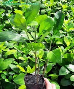 Cây ắc ó trồng viền đẹp