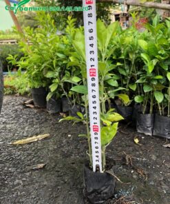 Đo chiều cao của cây Ắc Ó giống mới xuất vườn