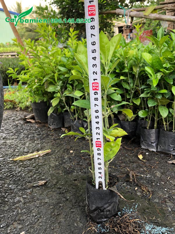 Đo chiều cao của cây Ắc Ó giống mới xuất vườn