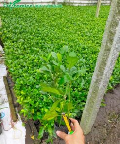 Cây Ắc Ó con, chiều cao gần 30cm