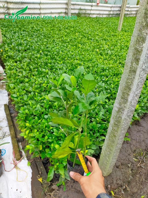 Cây Ắc Ó con, chiều cao gần 30cm