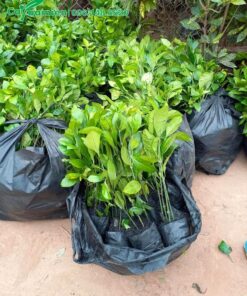 Hàng trăm cây Ắc Ó công trình đóng sẵn vào túi nilon