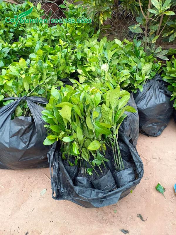 Hàng trăm cây Ắc Ó công trình đóng sẵn vào túi nilon