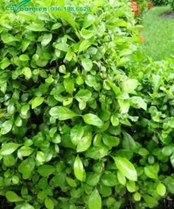 Hàng rào ắc ó trồng lâu năm