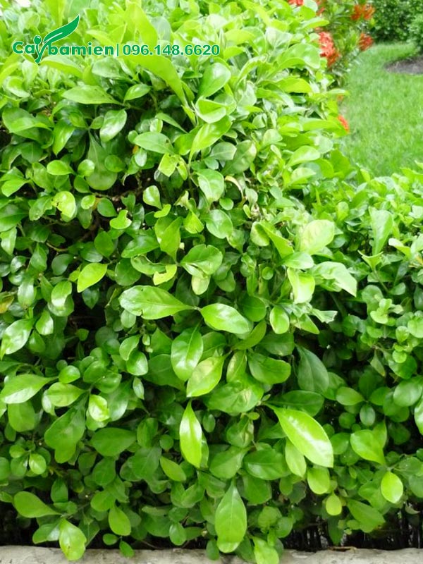 Hàng rào ắc ó trồng lâu năm