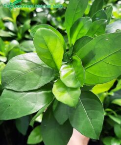 Lá cây Ắc Ó đẹp, tươi xanh