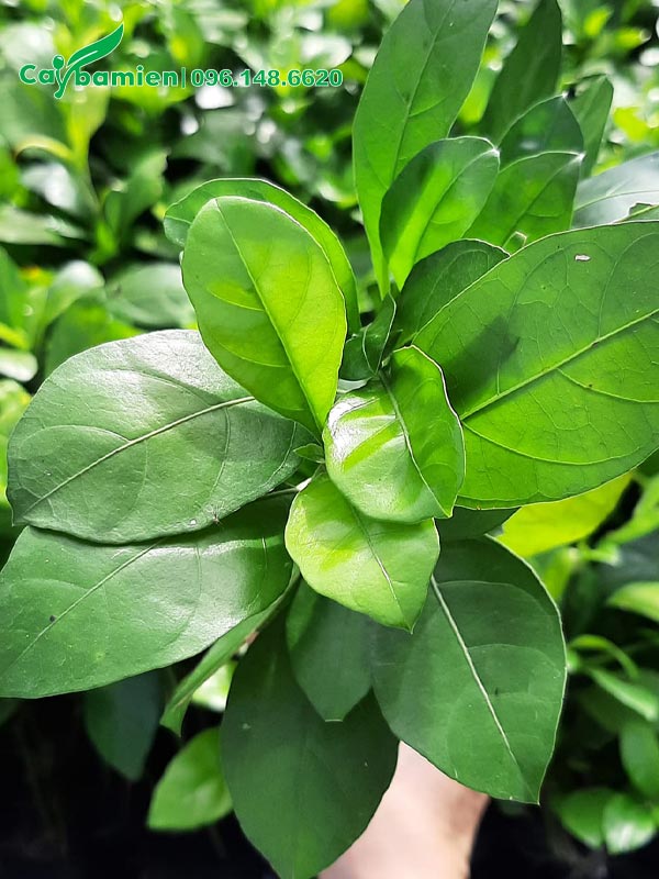 Lá cây Ắc Ó đẹp, tươi xanh