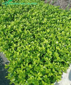 Ắc Ó nhân giống thành từng bầu sau đó xếp thành luống rộng