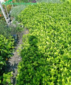 Hàng trăm cây giống Ắc Ó tươi tốt