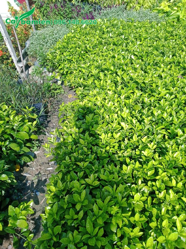 Hàng trăm cây giống Ắc Ó tươi tốt