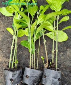 Cây giống Ắc ó 3 - 5 thân