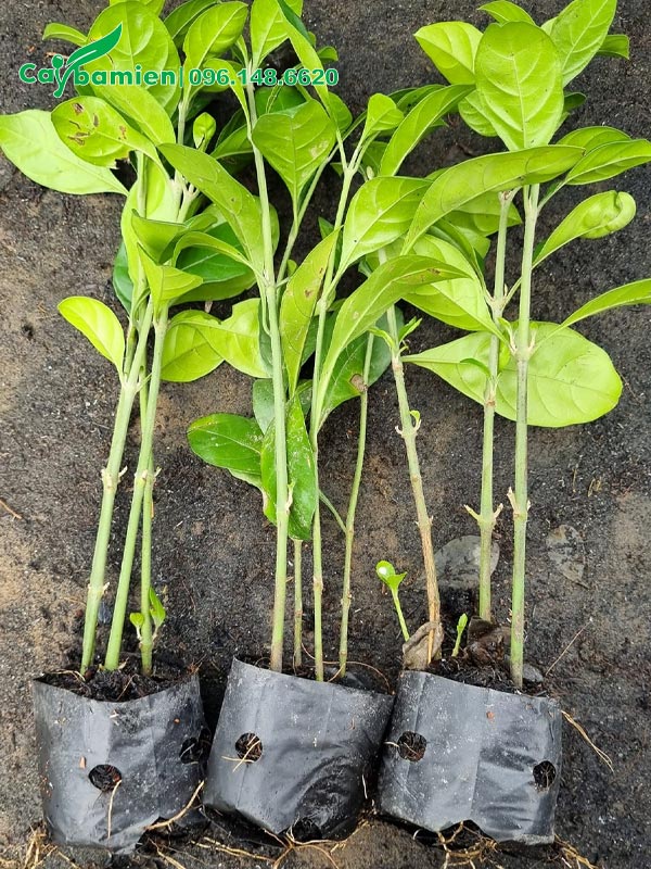 Cây giống Ắc ó 3 - 5 thân