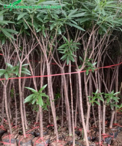 Vườn nhân giống và dưỡng Trúc Đào trưởng thành