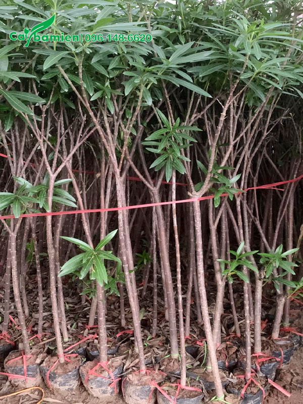 Vườn nhân giống và dưỡng Trúc Đào trưởng thành