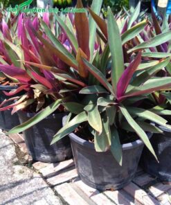 Chậu cây cảnh Sò Huyết cao 40 - 45cm tính cả chậu