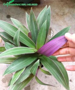 Kiểm tra mặt lá dưới của cây Sò Huyết