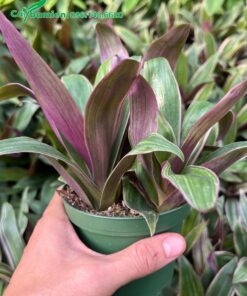 Chậu Sò Huyết con, trồng 3 cây/chậu