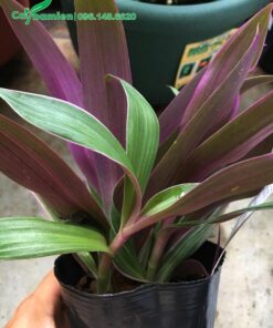 Cây Sò Huyết giống chiều cao hơn 20cm