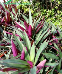 Hàng cây Sò Huyết trồng đường viền trong công viên