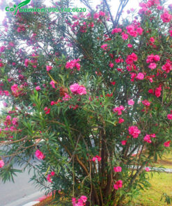 Cây Trúc Đào hoa màu hồng trồng trong công viên