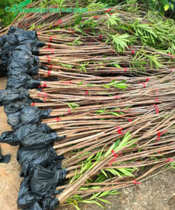 Trúc Đào giâm cành, buộc thành từng bó để khi trồng dễ tạo bụi lớn