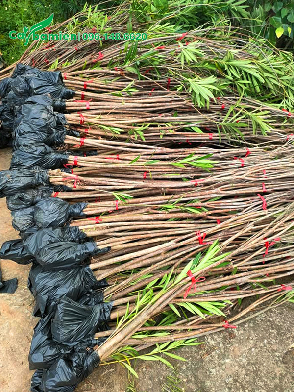 Trúc Đào giâm cành, buộc thành từng bó để khi trồng dễ tạo bụi lớn