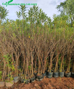 Cây Trúc Đào cao 1m5 đã cho hoa