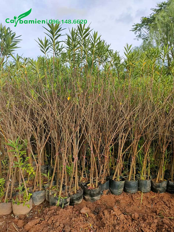 Cây Trúc Đào cao 1m5 đã cho hoa