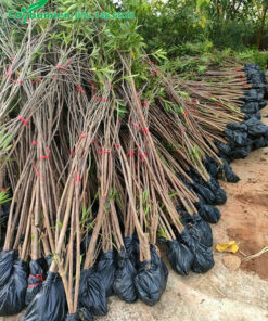 Trúc Đào cao 2m, buộc sẵn thành từng bó