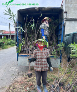 Công nhân nhà vườn đang xếp hàng trăm cây Trúc Đào cao 1,5 - 1,8m lên xe tải
