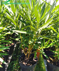 Cây giống Trúc Đào gieo hạt nguyên bầu, kích thước chiều cao khoảng 40 - 50cm