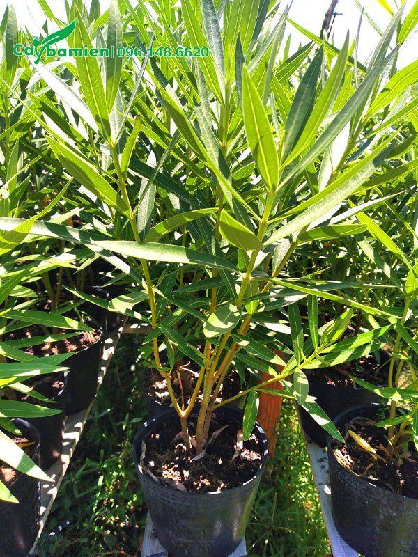 Cây giống Trúc Đào gieo hạt nguyên bầu, kích thước chiều cao khoảng 40 - 50cm