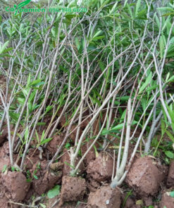 Trúc Đào lâu năm, thân bụi