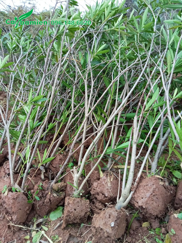 Trúc Đào lâu năm, thân bụi