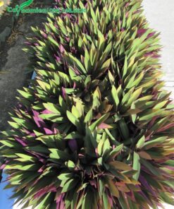 Hàng cây lá màu Sò Huyết trồng thẳng tắp dọc theo lối đi