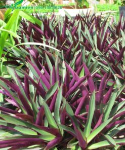 Chậu cây Lẻ Bạn trưởng thành các bẹ lá dài gần 30cm