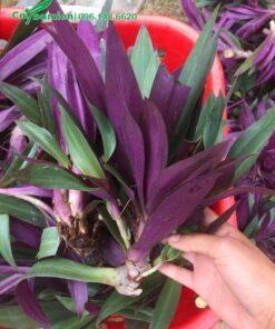 Hàng chục cây Lẻ Bạn mới tách bụi khỏi cây mẹ