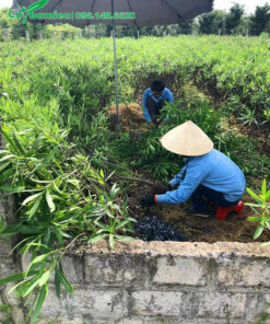 Công nhân đang bứng và bó bầu cây Trúc Đào ngay tại vườn