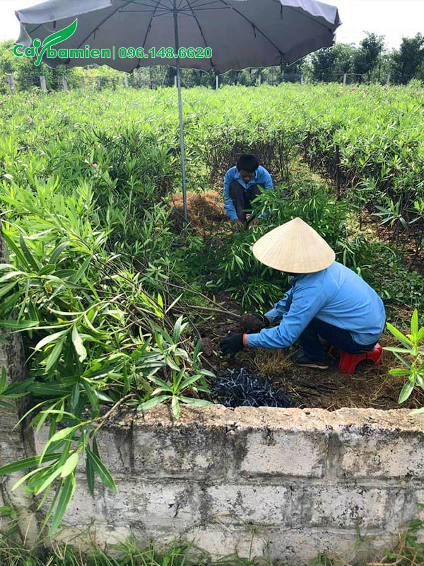 Công nhân đang bứng và bó bầu cây Trúc Đào ngay tại vườn