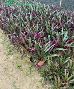 Vườn dưỡng cây sò huyết nguyên bầu