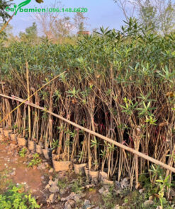 Hàng trăm bầu cây Trúc Đào cao 1,2m