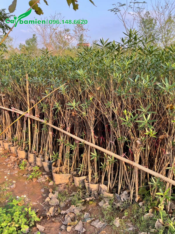 Hàng trăm bầu cây Trúc Đào cao 1,2m