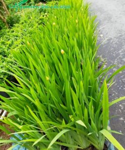 Xếp riêng những cây Lan Lúa cao 45 - 50cm, chất lượng chuẩn