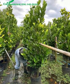 Công nhân đang kiểm tra, chăm sóc vườn dâm ủ cây Phúc lâu năm